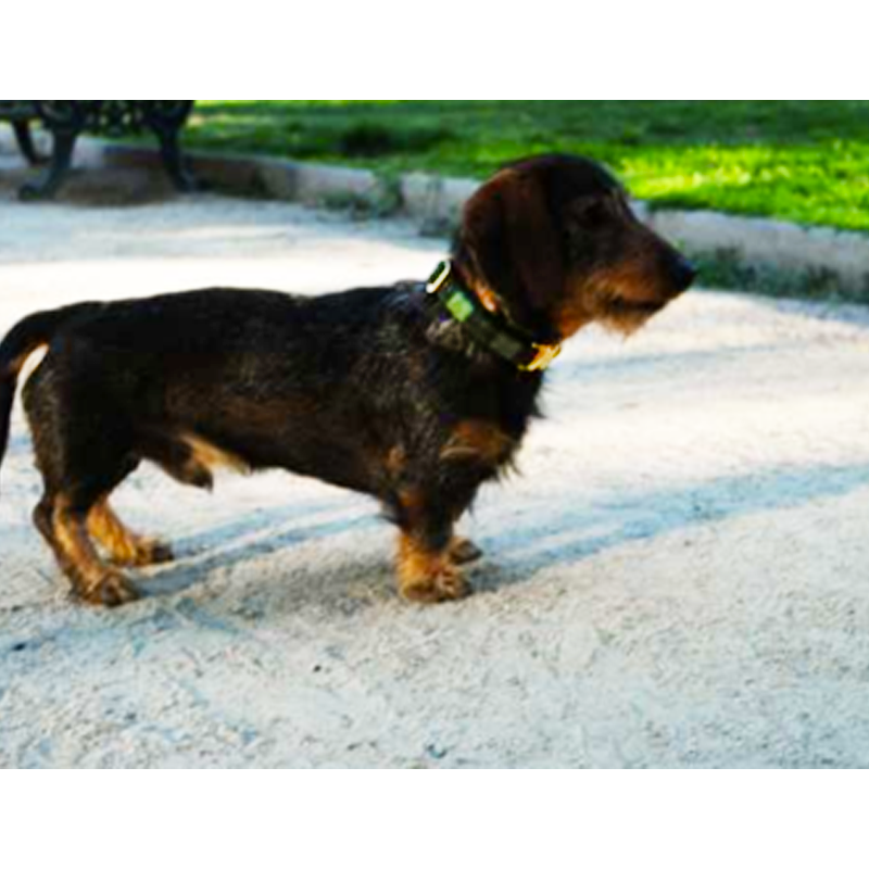 Wool collar de hebilla para perro